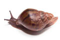 Achatina achatin achatina Ghana typ 1d juvenil